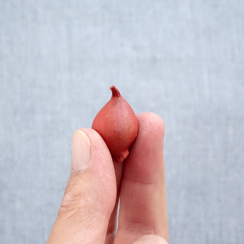 Amostra de Tulipe botanique clusiana Annika Bulbe Kaliber/Größe 6+ tal como entregue no outono