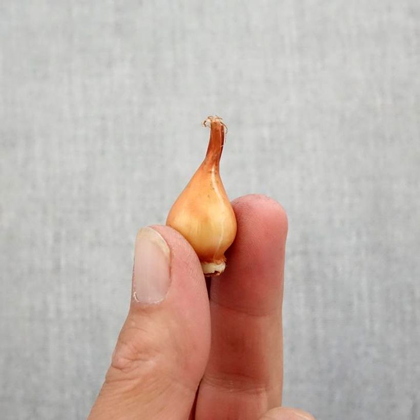 Amostra de Tulipe botanique clusiana Lady Jane Bulbo size 5+ tal como entregue no outono