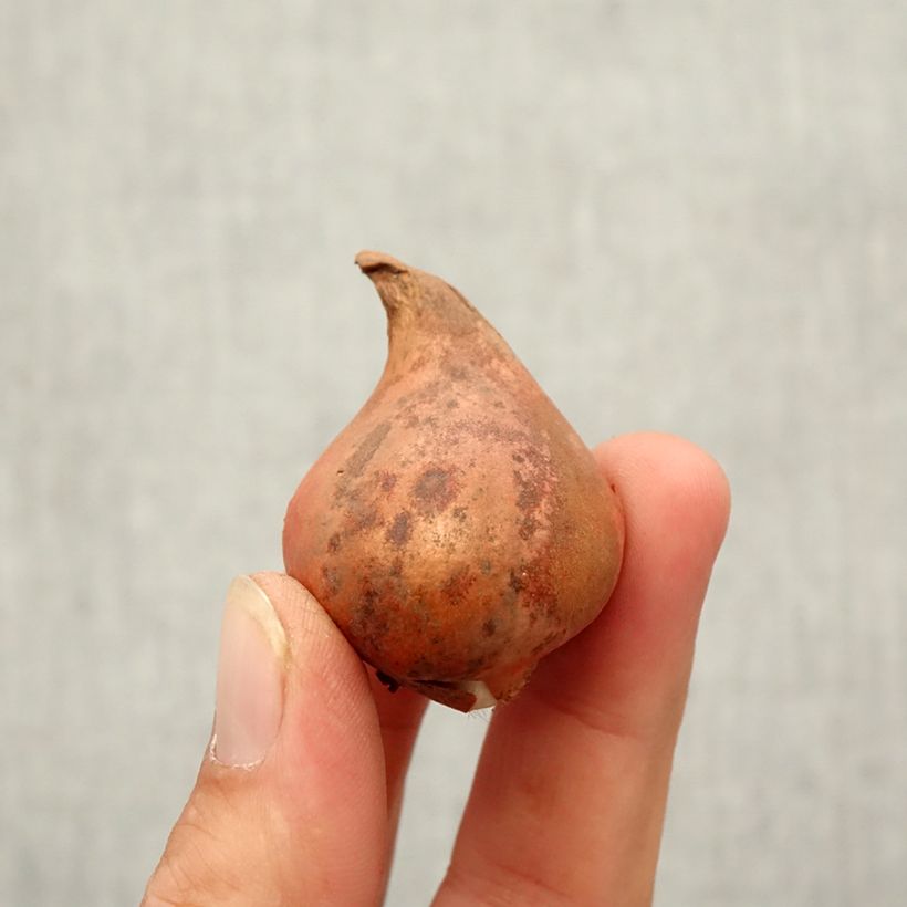 Amostra de Tulipe botanique eichleri Bulbe Kaliber/Größe 10+ tal como entregue no outono