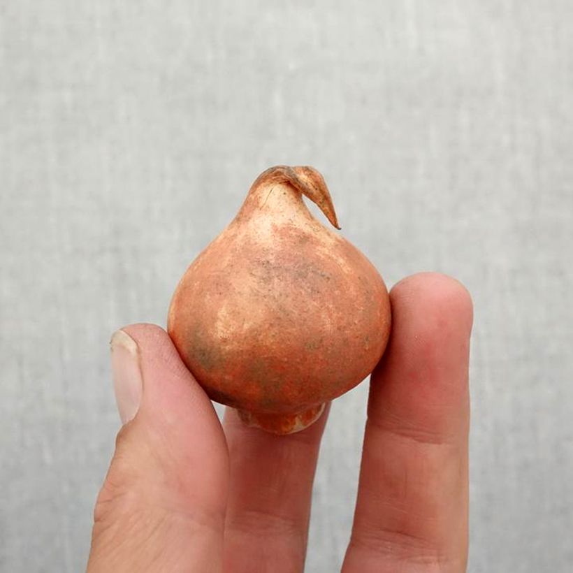 Amostra de Tulipe botanique greigii Engadin Bulbe Kaliber/Größe 11+ tal como entregue no outono