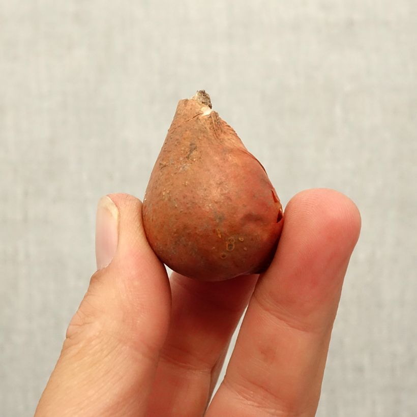 Amostra de Tulipe botanique greigii Mary Ann Bulbo size 12 tal como entregue no outono