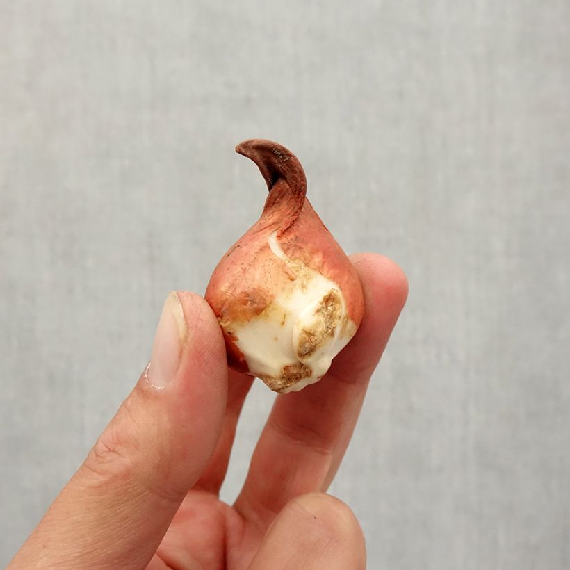 Amostra de Tulipa greigii Rob Verlinden Bulbo Calibre 11+ tal como entregue no outono