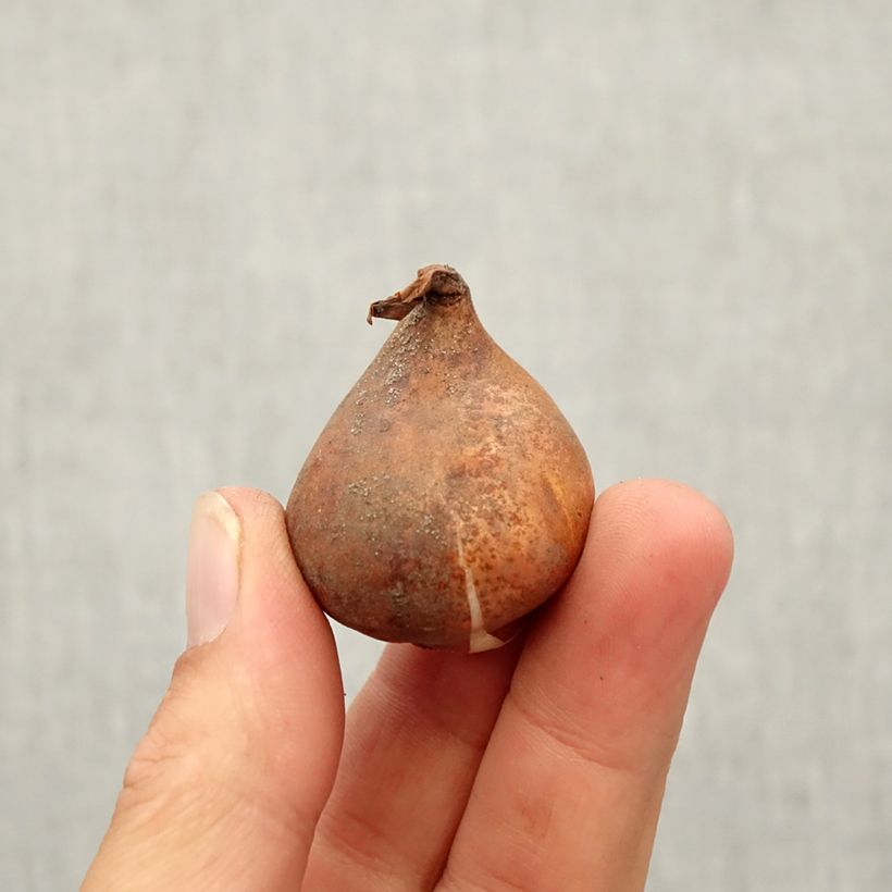 Amostra de Tulipe botanique kaufmanniana Fashion Bulbo size 10/12 tal como entregue no outono