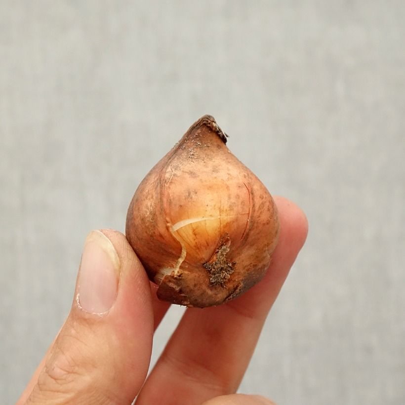 Amostra de Tulipe botanique kaufmanniana Shakespeare Bulbe Kaliber/Größe 10/12 tal como entregue no outono