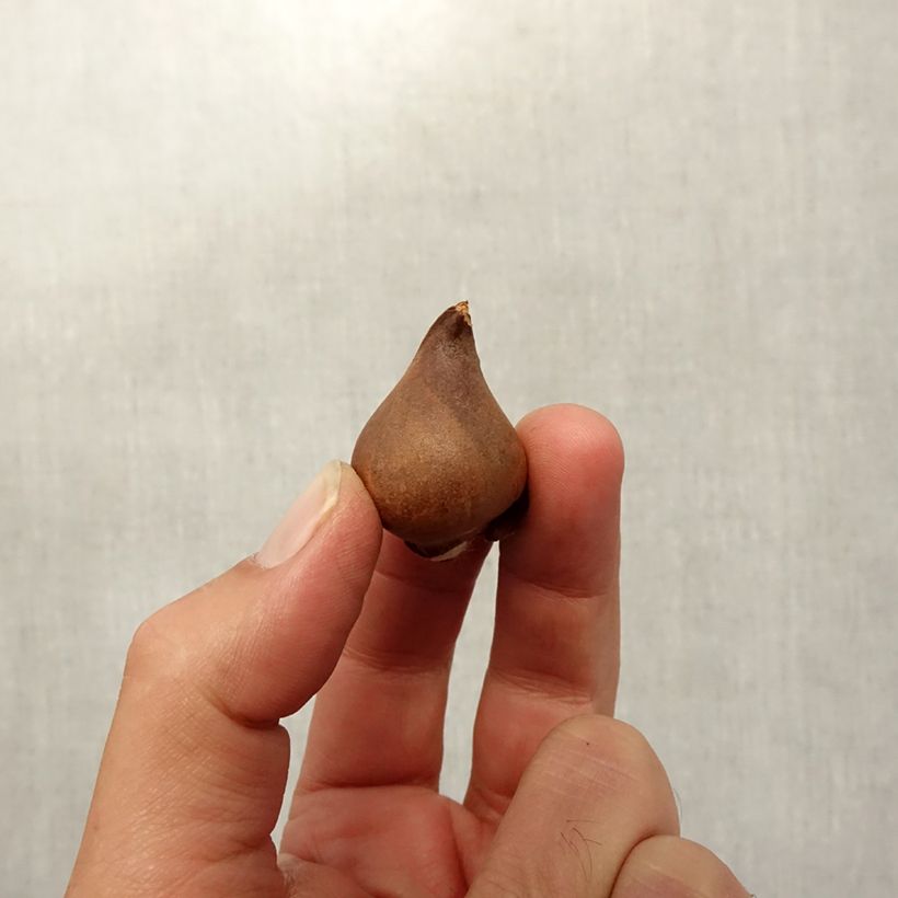 Amostra de Tulipa praestans Shogun Bulbo Calibre 8+ tal como entregue no outono