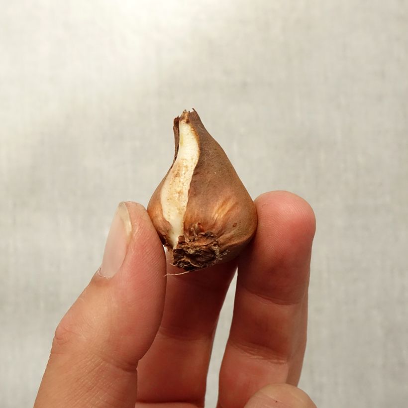 Amostra de Tulipe botanique schrenkii Bulbo size 8+ tal como entregue no outono