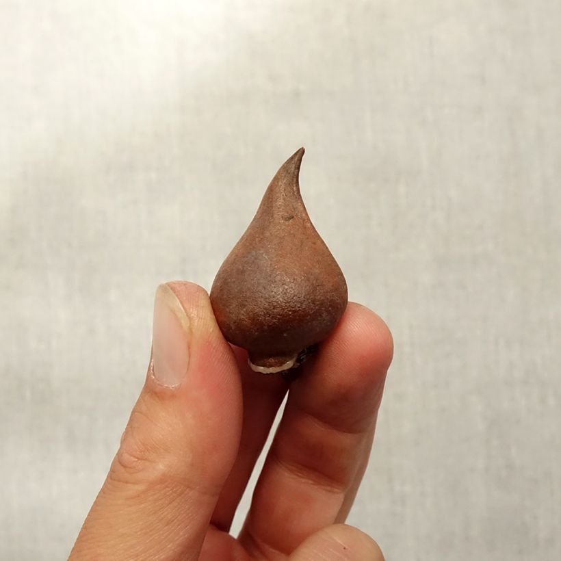 Amostra de Tulipe botanique sprengeri Bulbe Kaliber/Größe 8+ tal como entregue no outono