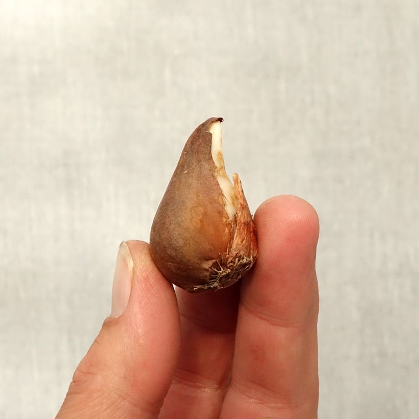 Amostra de Tulipe botanique urumiensis Bulbe Kaliber/Größe 8+ tal como entregue no outono