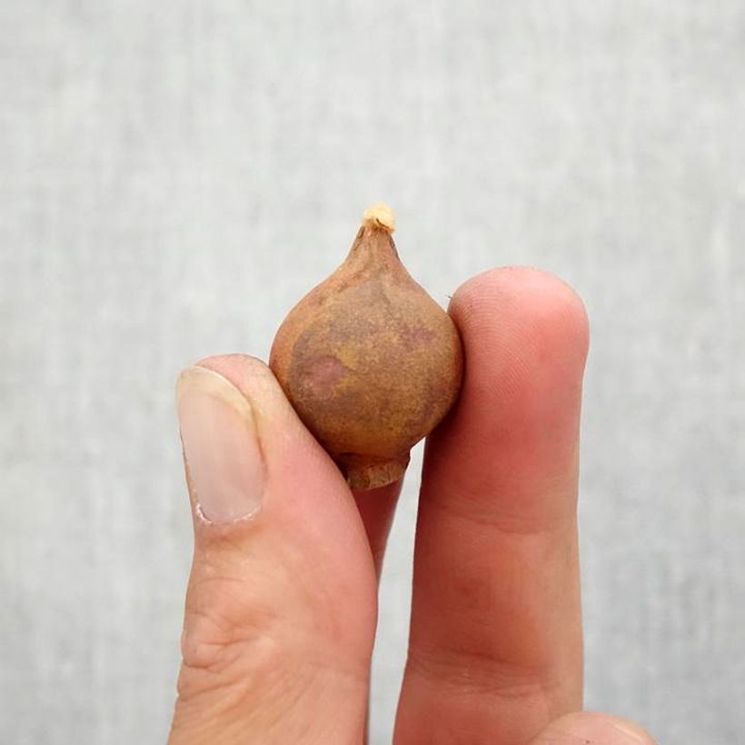 Amostra de Tulipe botanique wilsoniana Bulbe Kaliber/Größe 6+ tal como entregue no outono