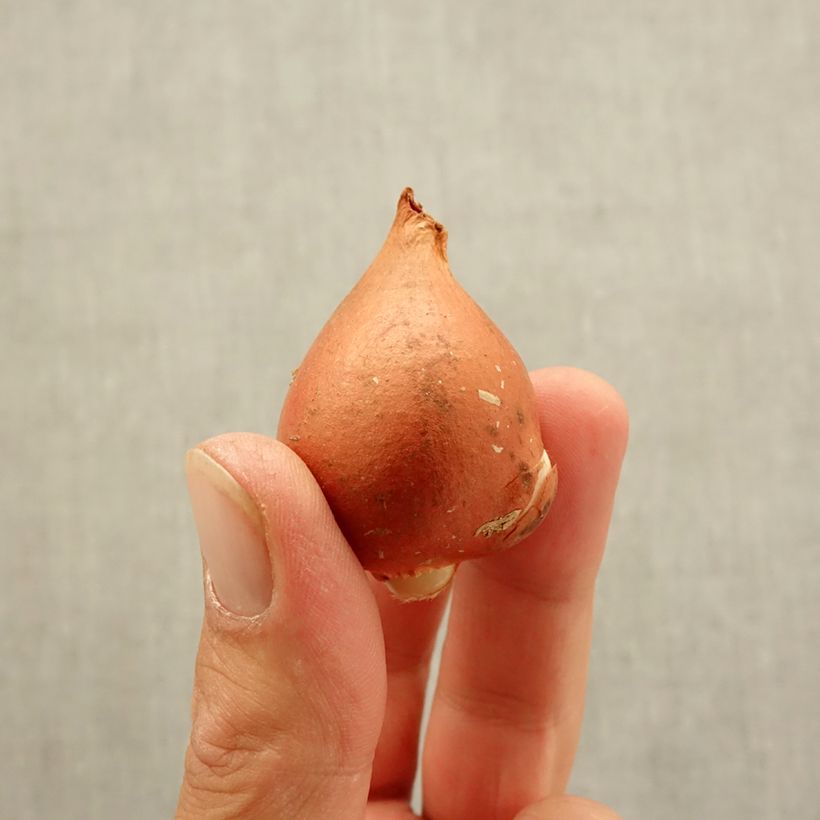 Amostra de Tulipe Darwin Beauty of Spring Bulbo size 12 tal como entregue no outono