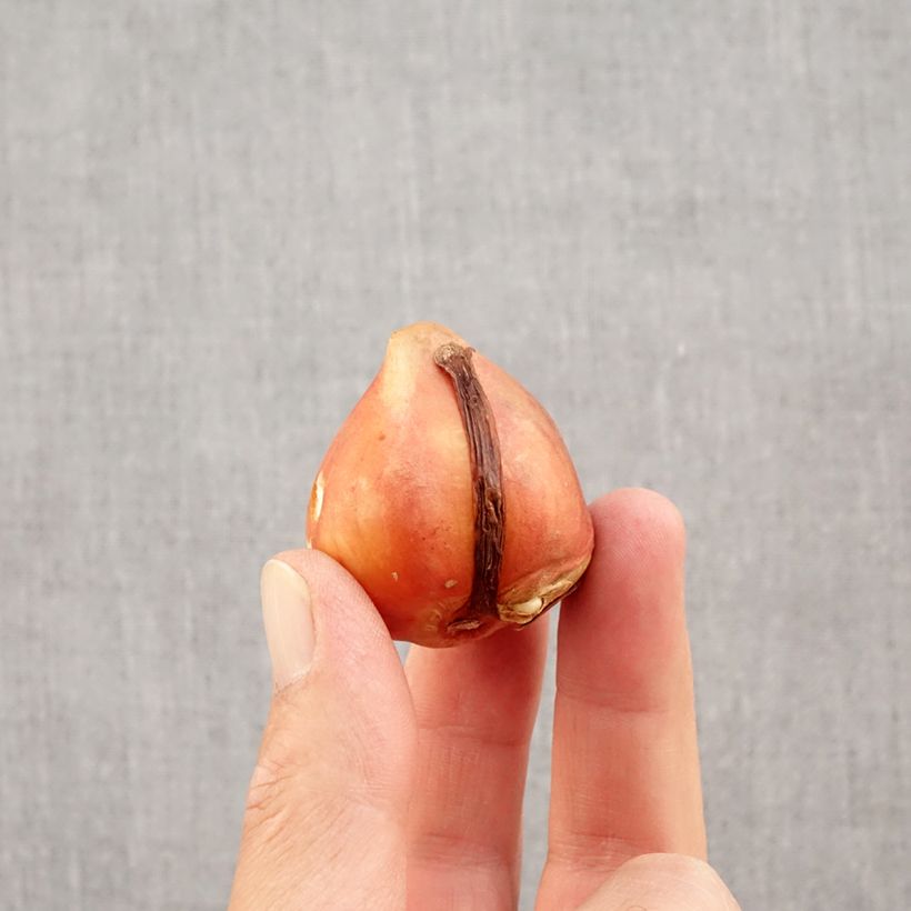 Amostra de Tulipe Darwin Silverstream Bulbe Kaliber/Größe 12+ tal como entregue no outono