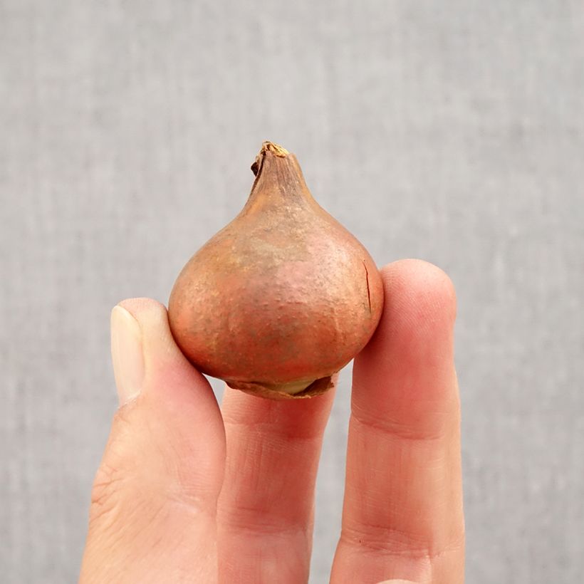 Amostra de Tulipe dentelée double Queensland Bulbo size 12 tal como entregue no outono