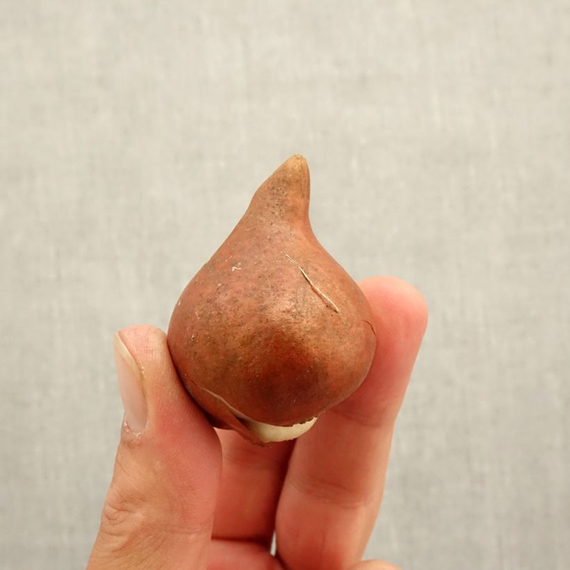 Amostra de Tulipe double hâtive Amazing Grace Bulbe Kaliber/Größe 12+ tal como entregue no outono