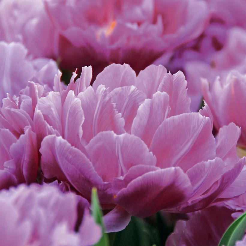 Tulipa Dobrada precoce Double Price (Floração)