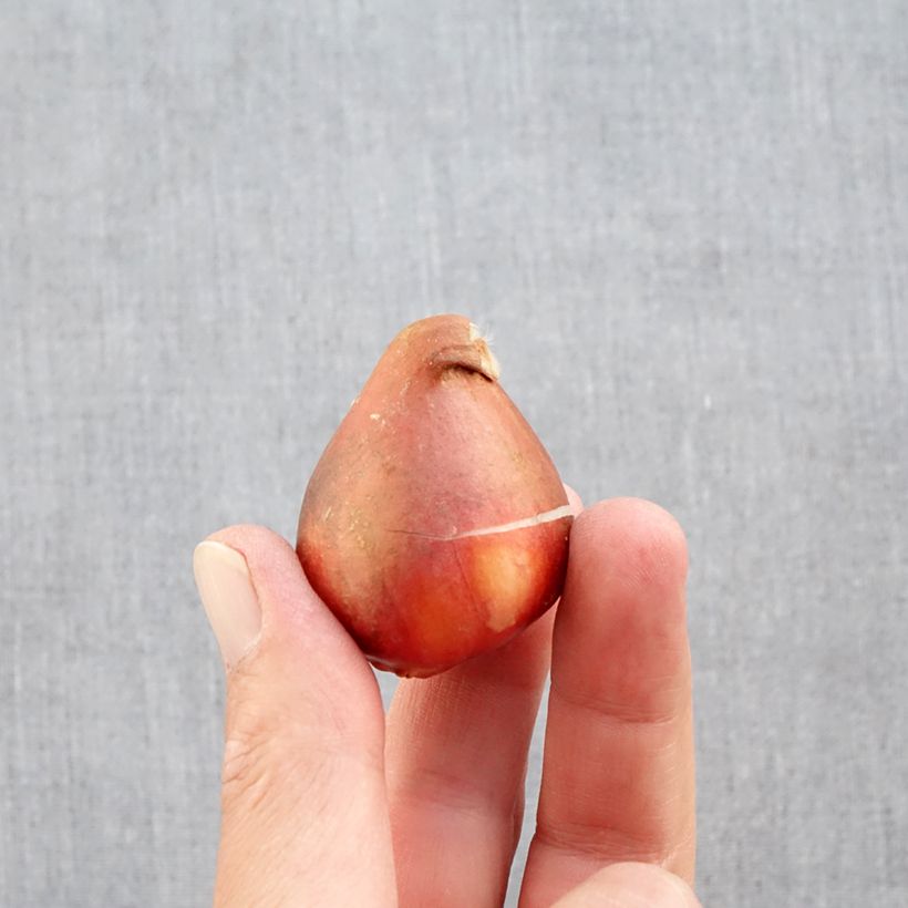 Amostra de Tulipe double hâtive Foxtrot Bulbo size 12+ tal como entregue no outono