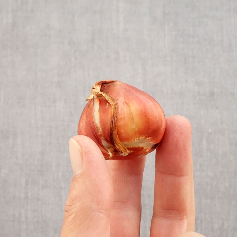 Amostra de Tulipe double hâtive La Belle Epoque Bulbo size 12 tal como entregue no outono