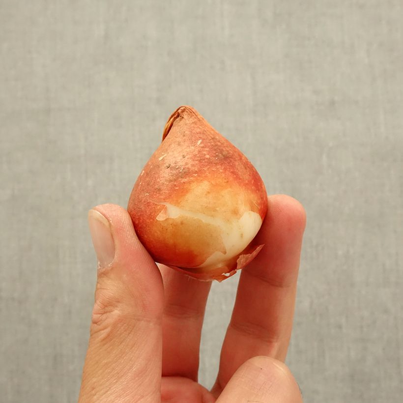 Amostra de Tulipa Dobrada precoce Nachwacht Bulbo Calibre 11 tal como entregue no outono