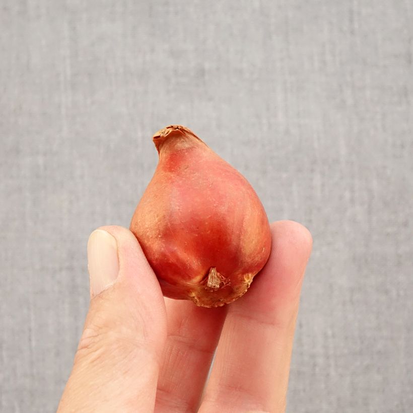 Amostra de Tulipe double hâtive Viking Bulbe Kaliber/Größe 11+ tal como entregue no outono