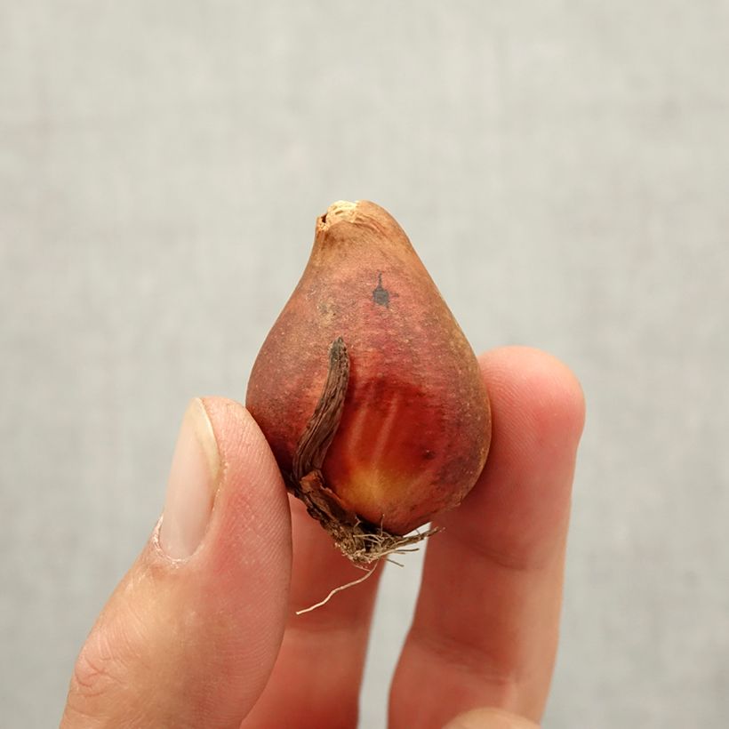 Amostra de Tulipe double hâtive Yellow Baby Bulbe Kaliber/Größe 10+ tal como entregue no outono