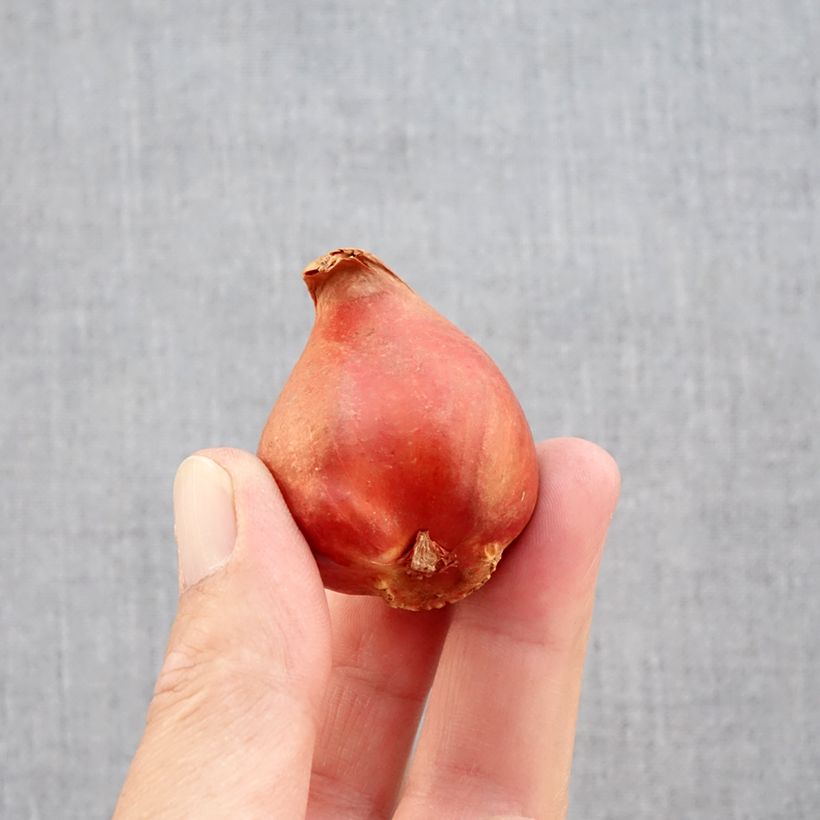 Amostra de Tulipe double tardive Black Héro - Tulipe à fleurs de pivoine Bulbo size 11+ tal como entregue no outono