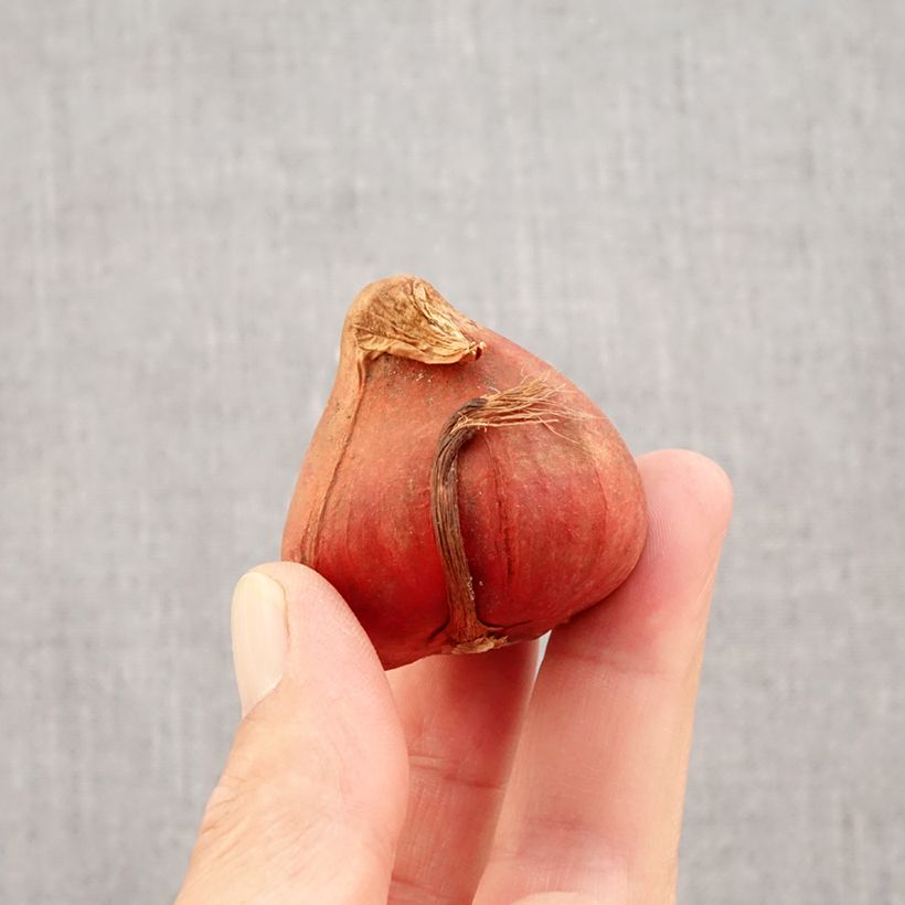 Amostra de Tulipe double tardive Bonanza Bulbo size 11+ tal como entregue no outono