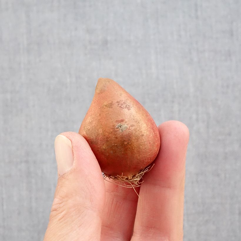 Amostra de Tulipe double tardive Carnaval de Nice Bulbo size 11+ tal como entregue no outono