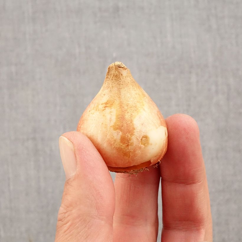 Amostra de Tulipe double tardive Ice Cream Bulbo size 11+ tal como entregue no outono