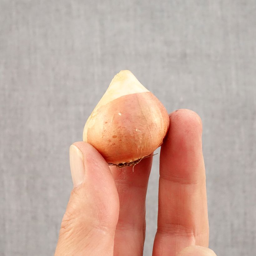 Amostra de Tulipe double tardive Sunset Tropical* Bulbo size 12 tal como entregue no outono