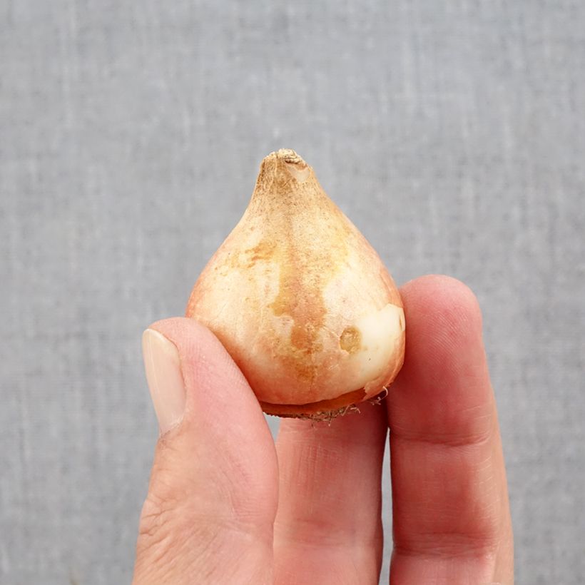 Amostra de Tulipe double tardive Yellow Mountain Bulbo size 11+ tal como entregue no outono