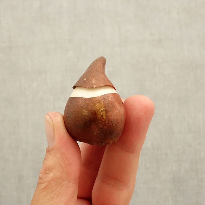 Amostra de Tulipe Fleur de Lis Burgundy Bulbe Kaliber/Größe 10 tal como entregue no outono