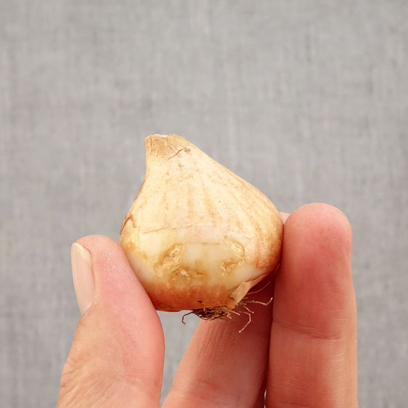 Amostra de Tulipe fleur de lis Royal Charm Bulbe Kaliber/Größe 11+ tal como entregue no outono