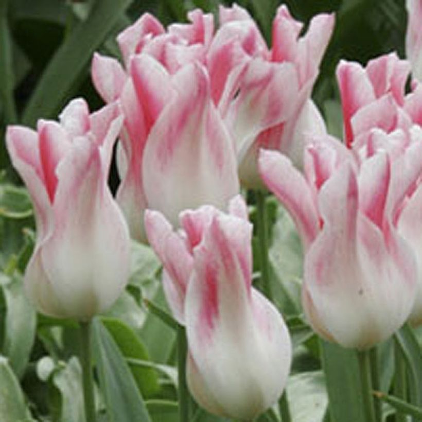 Tulipa Lírio Holland Chic (Floração)