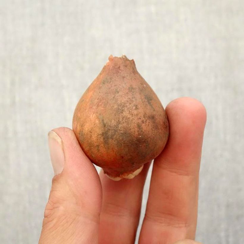 Amostra de Tulipe fosteriana Albert Heijn Bulbe Kaliber/Größe 12+ tal como entregue no outono