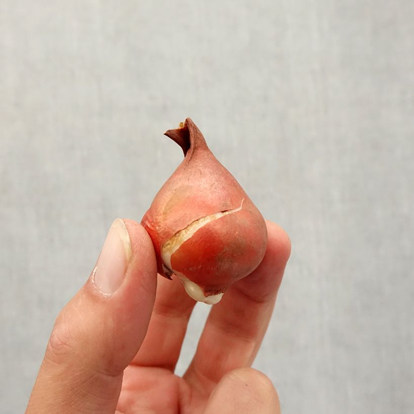 Amostra de Tulipe fosteriana Partitura Bulbe Kaliber/Größe 11+ tal como entregue no outono