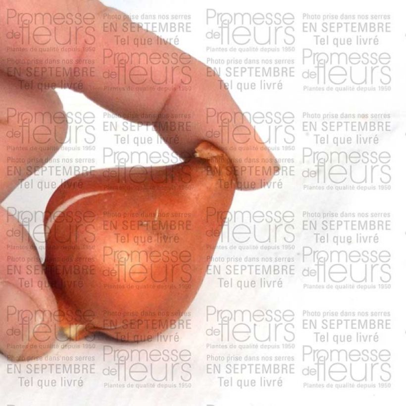 Exemplo de amostra de Tulipe fosteriana Sweetheart Bulbe calibre 11+ tal como entregue