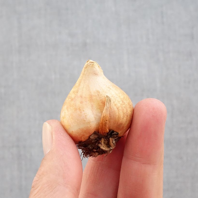 Amostra de Tulipa fosteriana Sweetheart Bulbo Calibre 11+ tal como entregue no outono