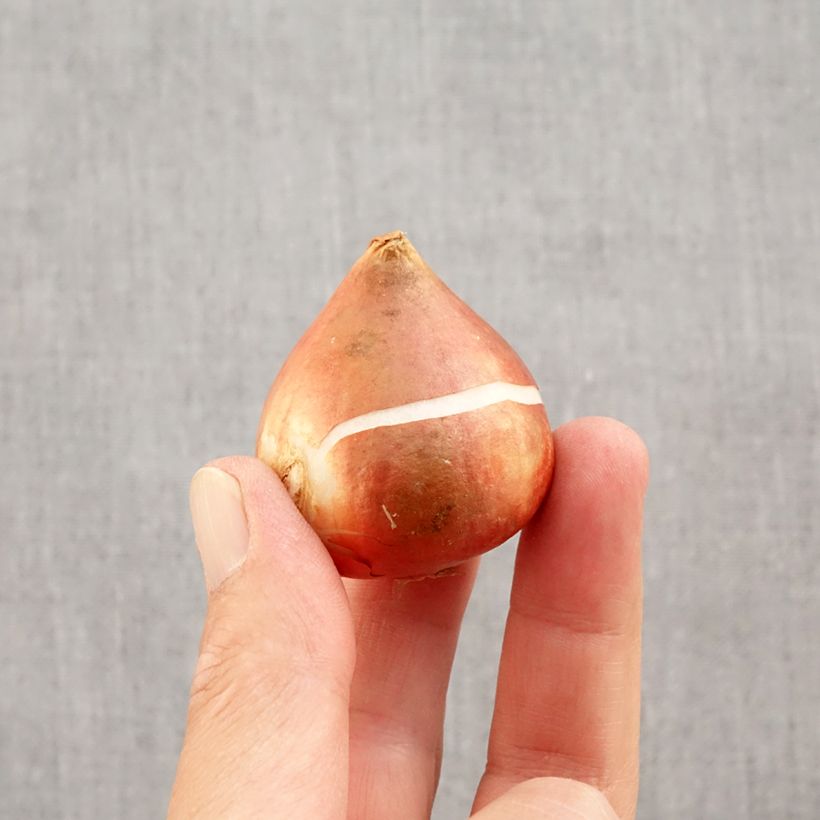 Amostra de Tulipe fosteriana Yellow Empress Bulbe Kaliber/Größe 11/12 tal como entregue no outono