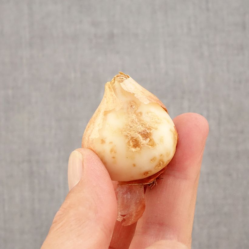 Amostra de Tulipe kaufmanniana Hope Bulbe Kaliber/Größe 11+ tal como entregue no outono