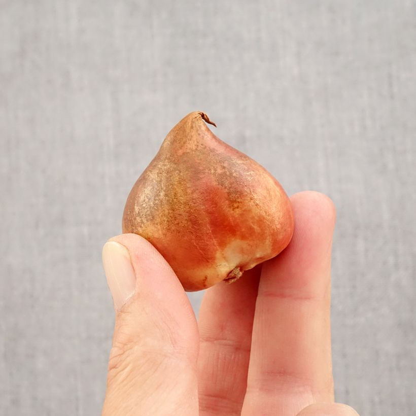 Amostra de Tulipe Perroquet Crème Lizzard Bulbe Kaliber/Größe 12 tal como entregue no outono