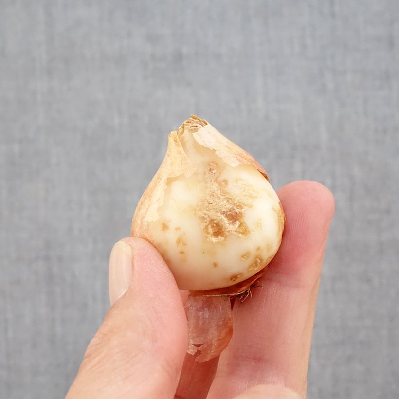 Amostra de Tulipa Papagaio Estella Rijnveld Bulbo Calibre 11+ tal como entregue no outono