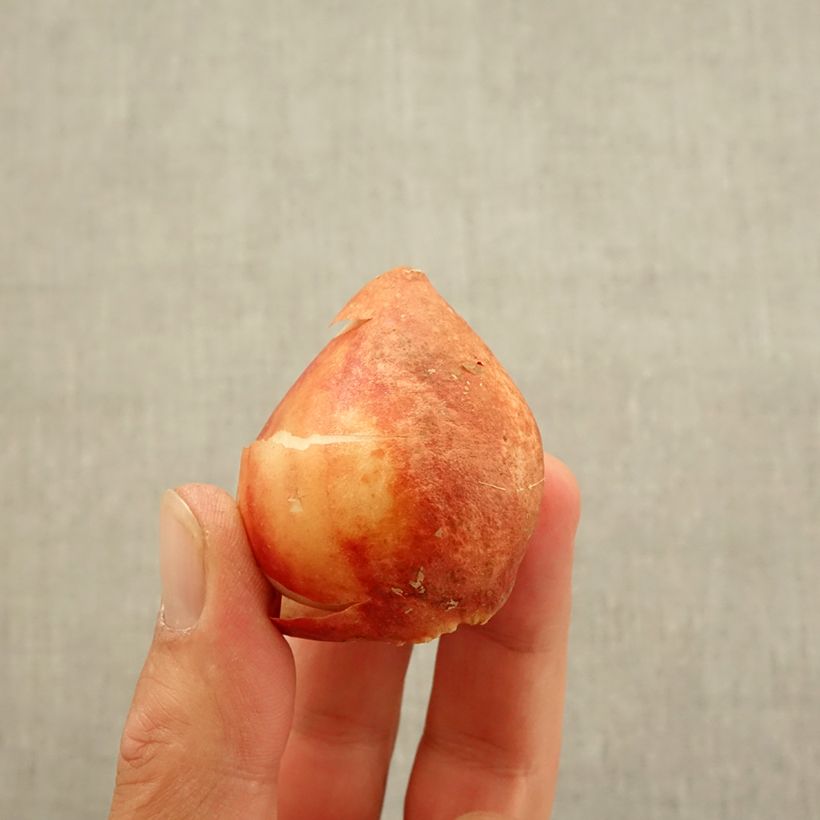 Amostra de Tulipe pluriflore Candy Club Bulbe Kaliber/Größe 11+ tal como entregue no outono