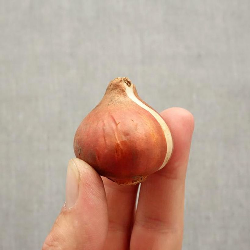 Amostra de Tulipe pluriflore Red Georgette Bulbe Kaliber/Größe 11+ tal como entregue no outono