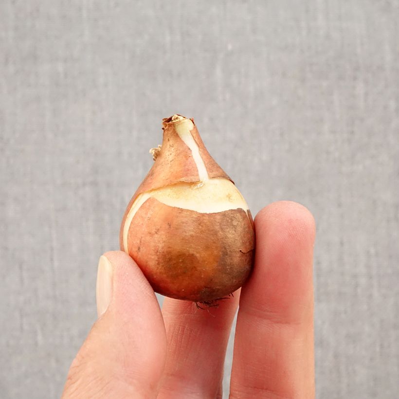 Amostra de Tulipe simple hâtive Christmas Carol Bulbo size 11+ tal como entregue no outono