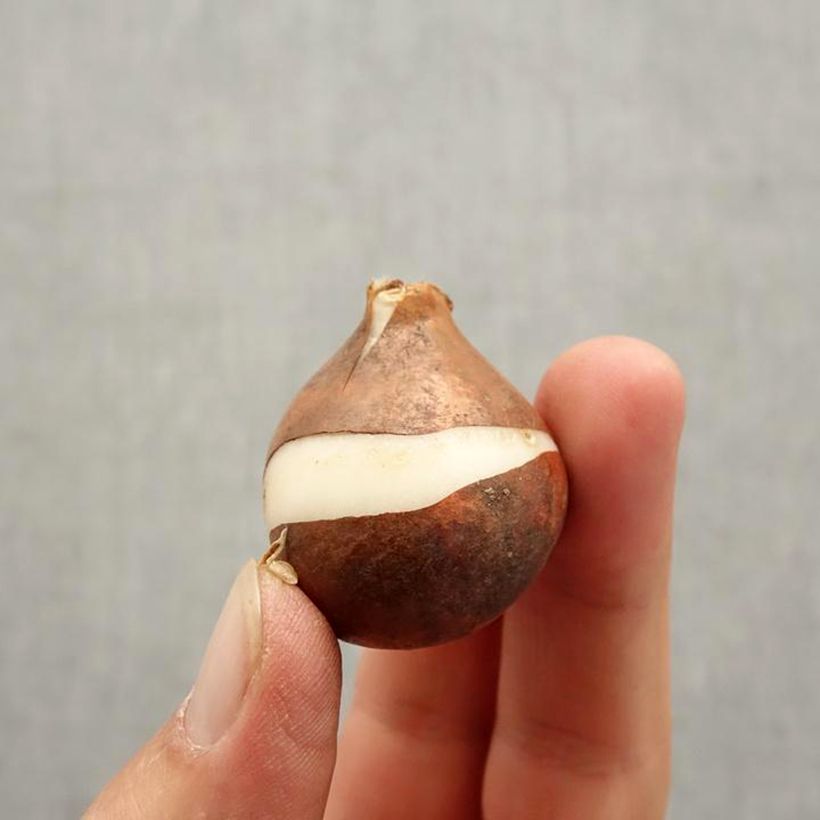 Amostra de Tulipa Simples precoce Christmas Dream Bulbo Calibre 11/12 tal como entregue no outono