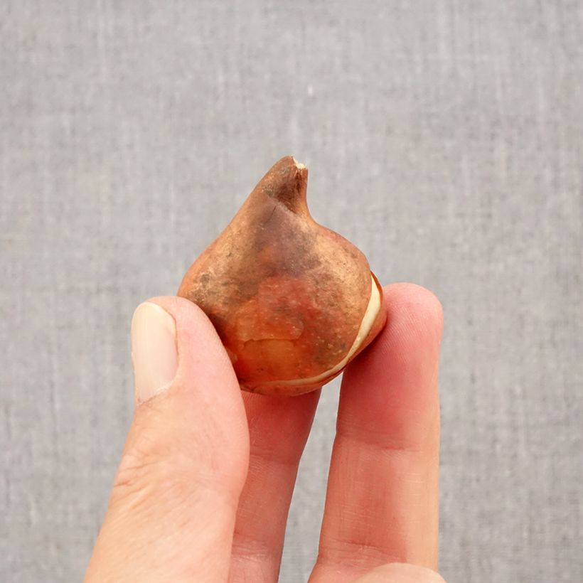 Amostra de Tulipa Simples precoce Flair Bulbo Calibre 11+ tal como entregue no outono