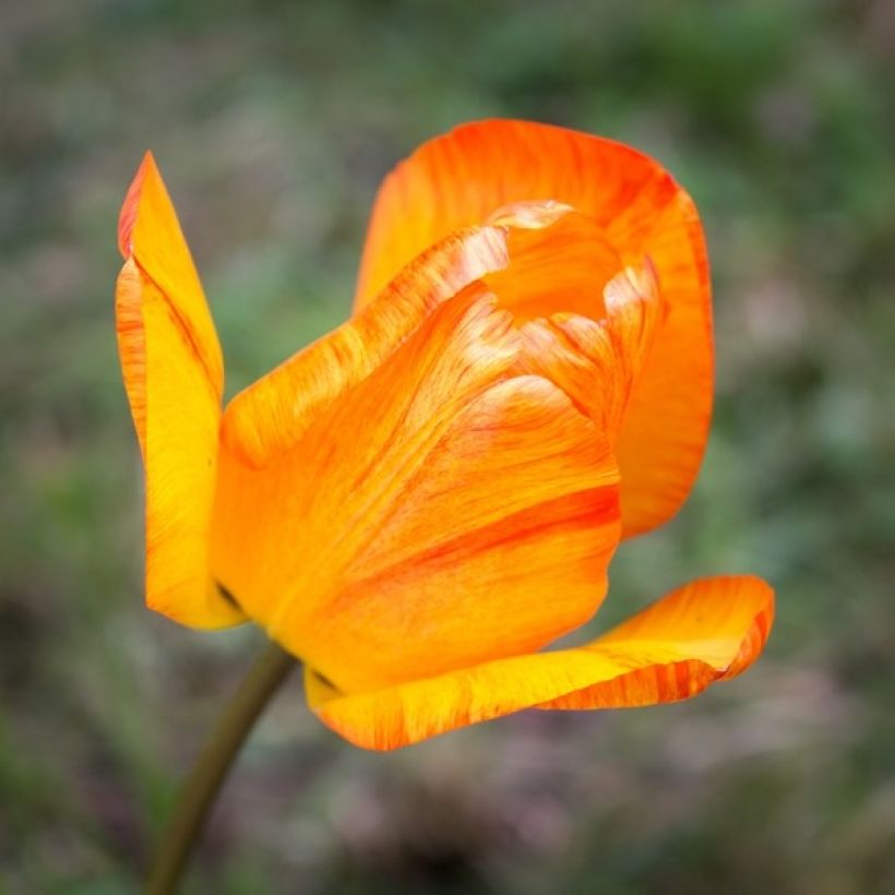 Tulipa Simples precoce Generaal De Wet (Floração)