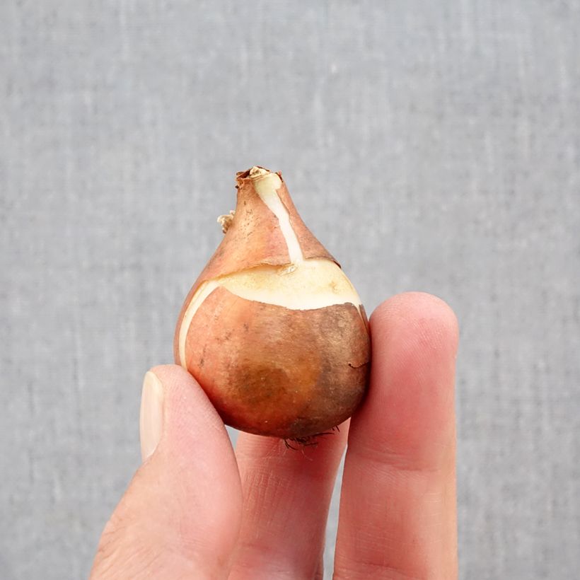 Amostra de Tulipe simple hâtive Mandy's Choice Bulbe Kaliber/Größe 11+ tal como entregue no outono