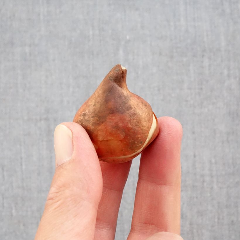 Amostra de Tulipe simple hâtive Paradiso Bulbe Kaliber/Größe 11+ tal como entregue no outono