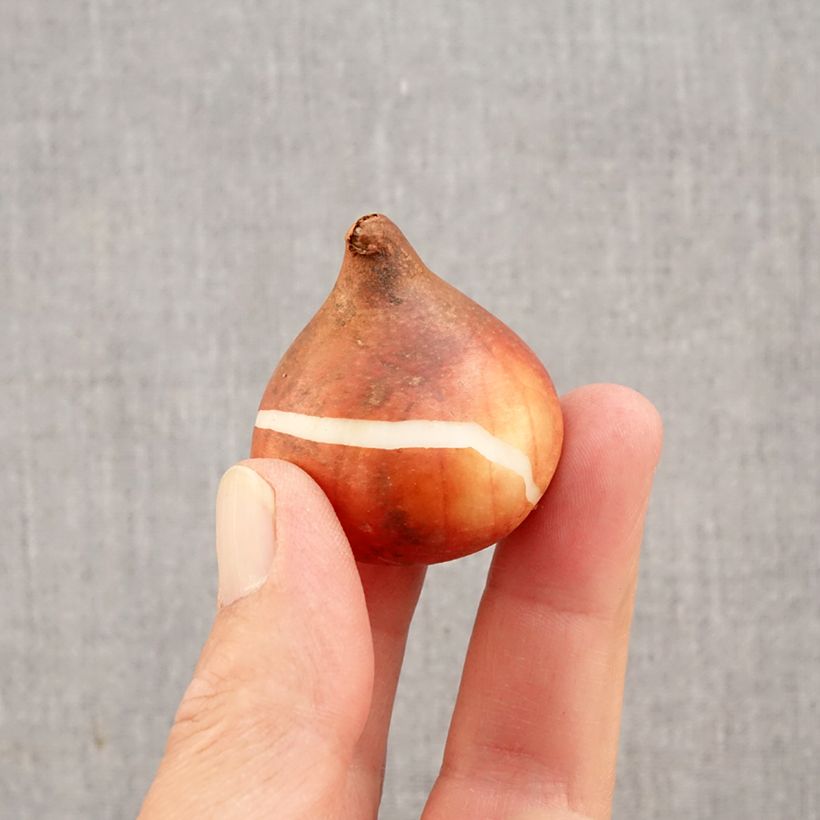 Amostra de Tulipe simple tardive Rhapsody of Smiles Bulbo size 11+ tal como entregue no outono