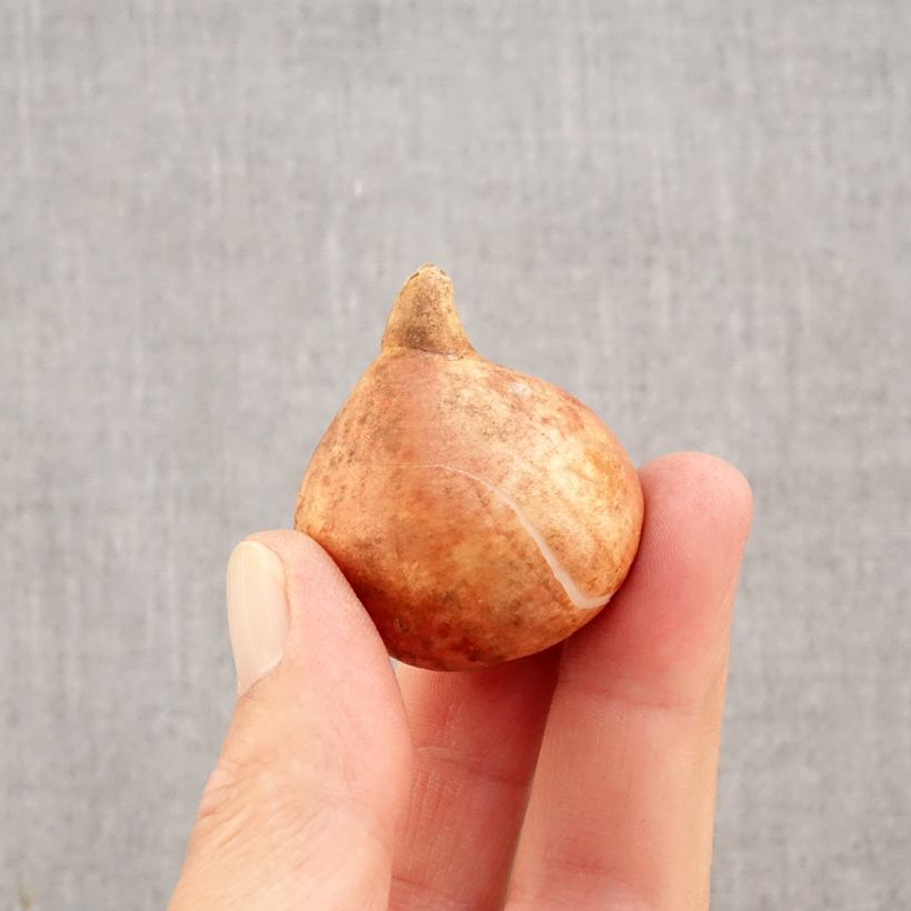 Amostra de Tulipe Striped Crown Bulbe Kaliber/Größe 11+ tal como entregue no outono